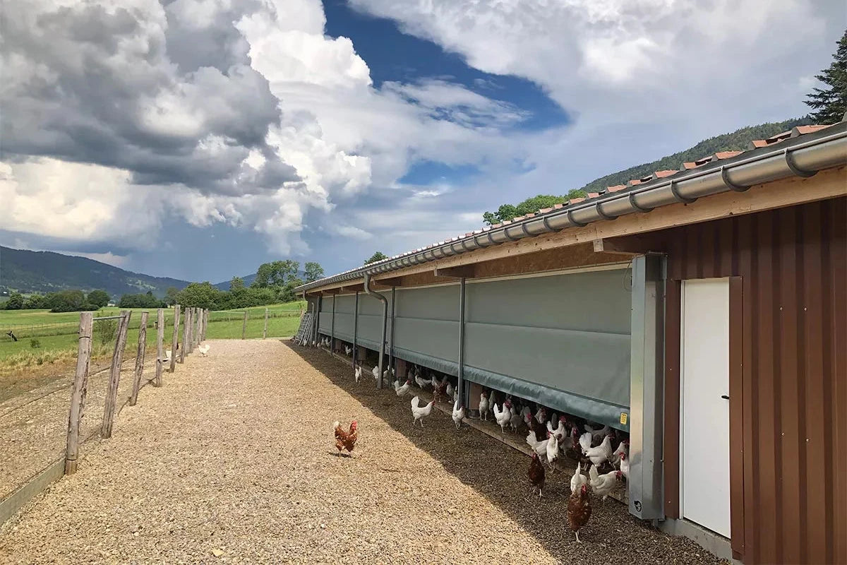 Kylling oppdrett - Optimale bygg og løsninger