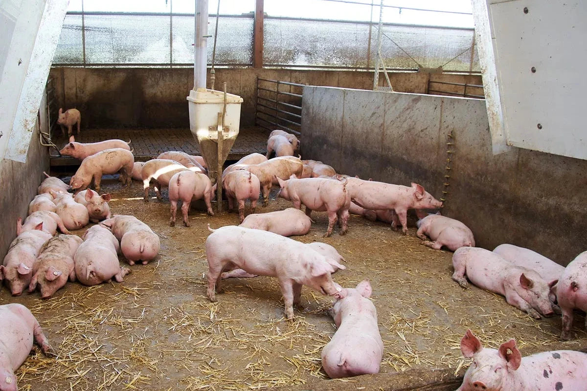 Svine oppdrett - Optimale bygg og løsninger