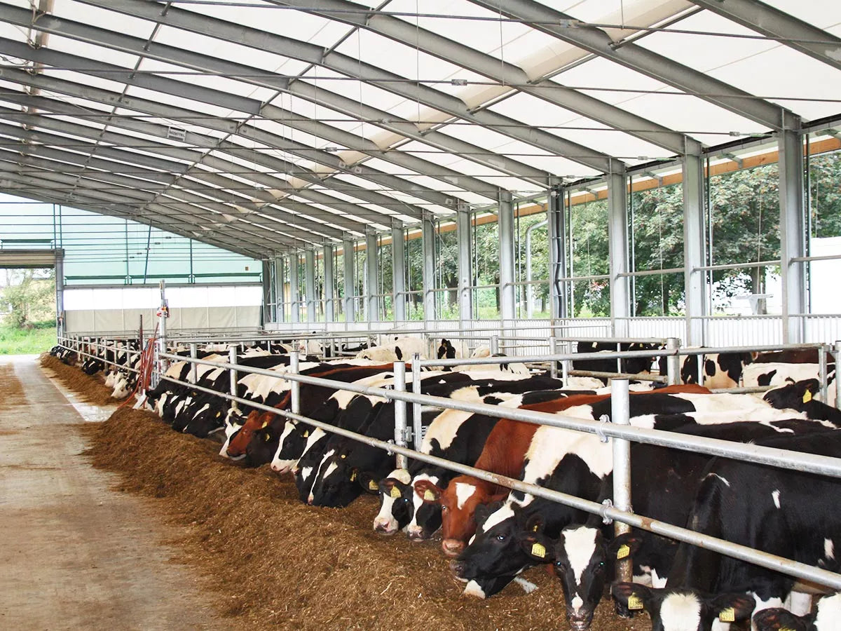 Melkeproduksjon - Optimale bygg og løsninger