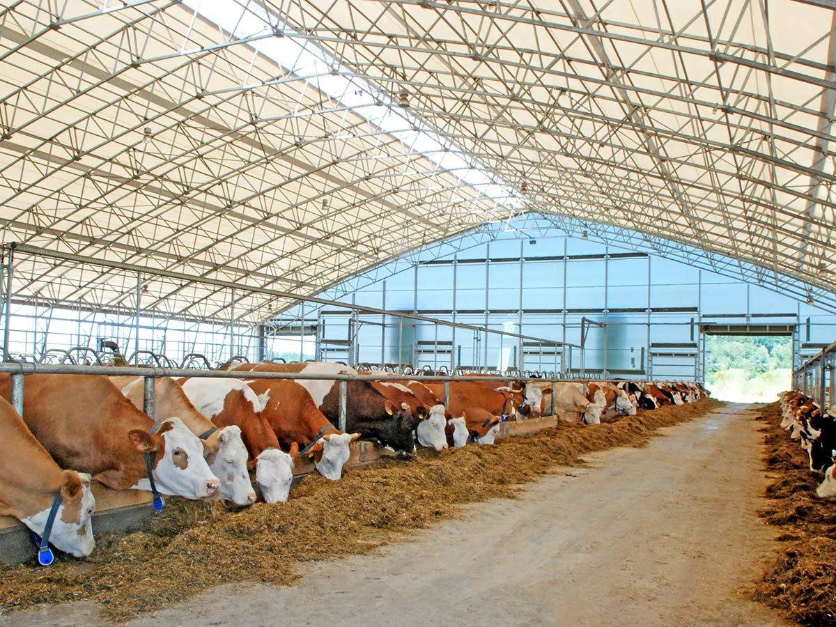 Melkeproduksjon - Optimale bygg og løsninger