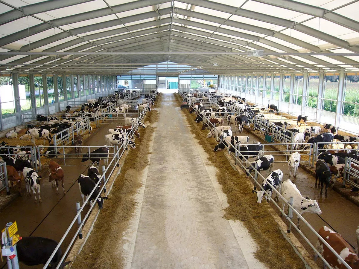 Melkeproduksjon - Optimale bygg og løsninger