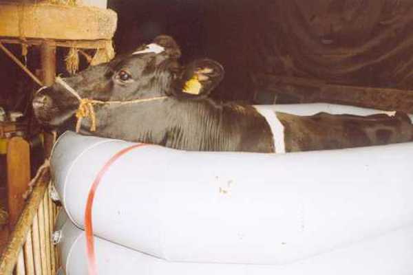 Oppblåsbart bad for behandling av storfe