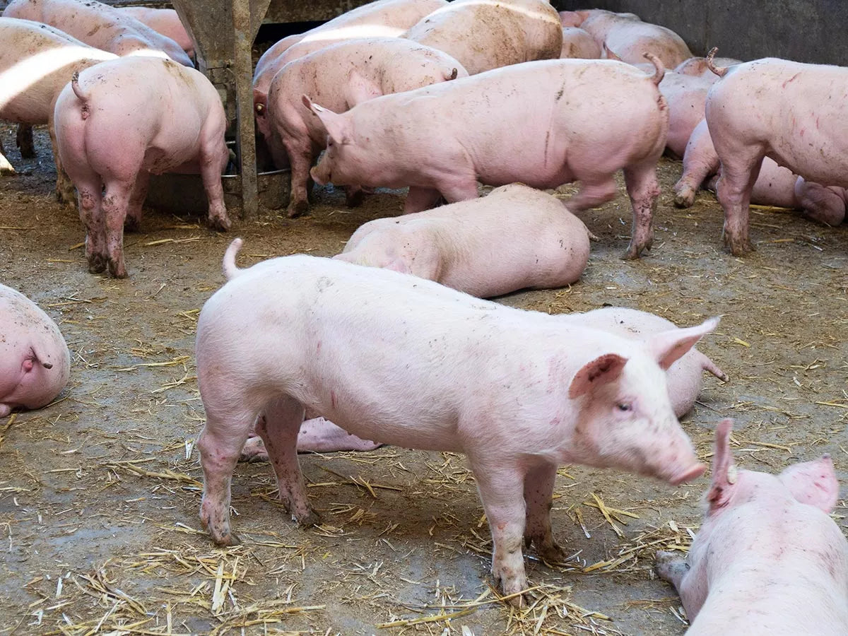 Svine oppdrett - Optimale bygg og løsninger